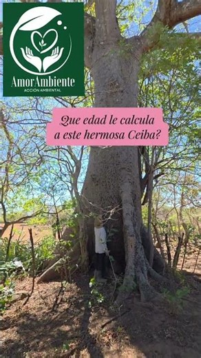 How old do you think this beautiful Ceiba tree is? #plants #environment #nature #trees