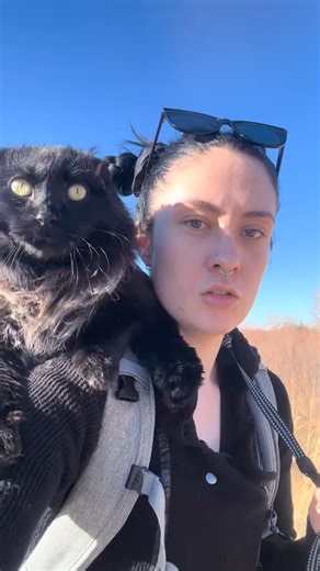 89K views · 5.6K reactions | How do we stay safe from dogs on our kitty adventures? Get the cats up high! #adventurecat #cat #catonaleash #cattraining | Purfect Pose | Facebook