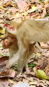 This tiny baby monkey walk follow this monkey | MonkeyCamp