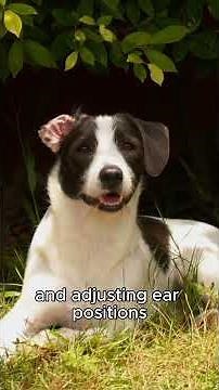 How Do Animals Communicate? Fascinating Facts! #animallife #animalfacts #animals #wildlife