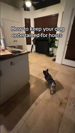 How to Keep Your Dog Entertained for Hours 🐶🎾 #shortsfeed #shortvideo