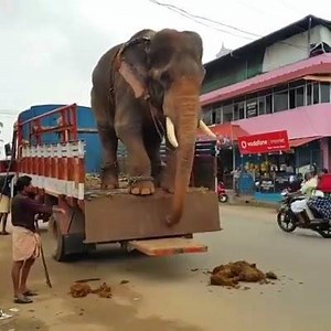 806K views · 4.2K shares | COws to buhat utartay huay dekh lin aaj aik hati ki unloading bhe dekh lain :P | Eid Ul Adha In Pakistan | Facebook