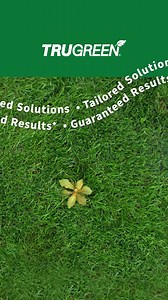 TruGreen® helps you find paradise in your own backyard—so you can enjoy a vacation without the jet lag and flight delays. | TruGreen | Facebook