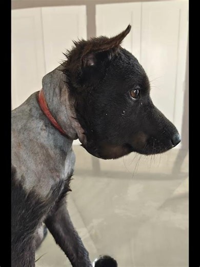 Strangulation by a Rubber Band in a Puppy