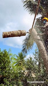 Tree cutter service pattukkottai sabariraja 8072635013 | Sabariraja M