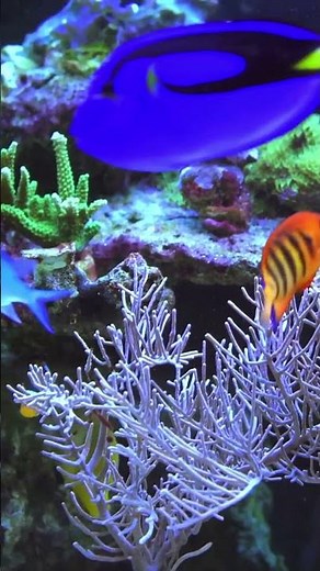 How do Coral Reefs form and why are they so important to marine life?