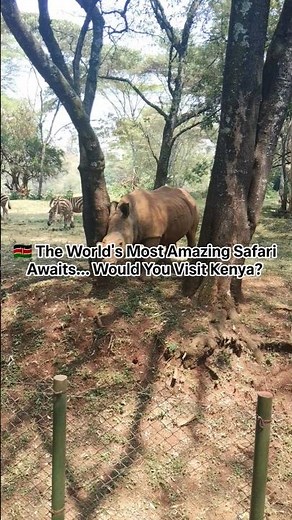 Why Kenya Should Be Your Next Safari Adventure 🦁🇰🇪 | Travel Kenya 2026