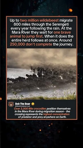 Wildebeest River Crossing - Serengeti Great Migration
