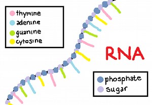 Chapter 8: From DNA to Proteins