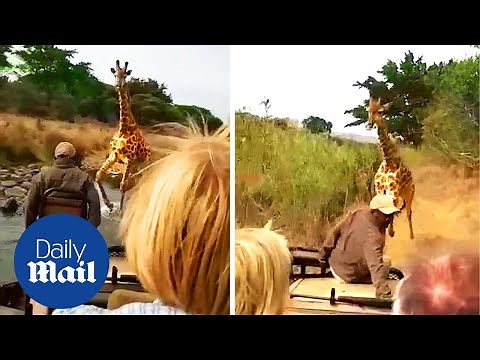 Angry giraffe chases tourists and overtakes car to block their path