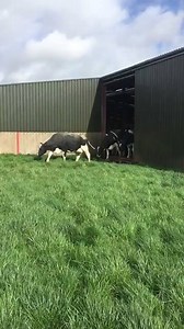 102K views · 2.4K reactions | Ballymena farmer Steven Houston got this absolutely brilliant video of his cattle's first time seeing the outdoors since July. They're as delighted about the good weather as we are! Send us your pictures and videos by messaging our Facebook page! :) | Irish Daily Mirror | Facebook