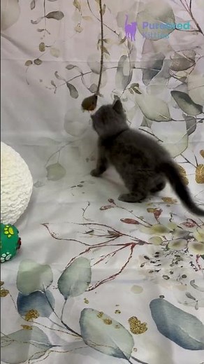 Meet Tango: The Blue Scottish Straight Kitten | Calm & Gentle! #ScottishStraight