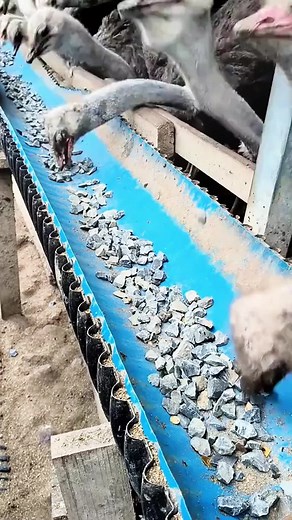 Understanding Ostrich Behavior and Misconceptions