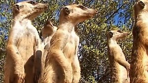 Watch Meerkat Manor Season 1 Episode 13 - Moving On