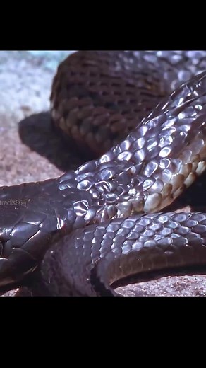 #snake #animals #tiktok #fyp #wildanimals #amazing ##animalworld