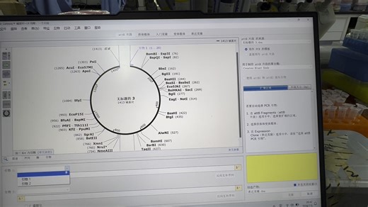 snpgene中gateway克隆，剪辑对+LR反应
