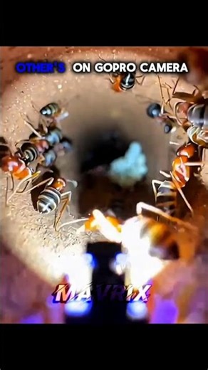 other animals on GoPro camera vs this one #shorts