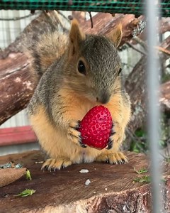 #WBW Willie Nelson Loves 🍓‘s This video was taken a few weeks before I released him into the back yard. I do see him everyday & if I’m late putting out the nuts & seeds he will come look in the window. 😳 #LetsRootForEachOther | 2 Crazy Goat Ladies
