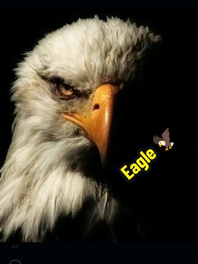 Cat Confronts Bald Eagle in Hilarious Showdown