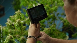 Cannabis farmer use microscope to analyze CBD in curative cannabis farm before harvesting to produce cannabis products