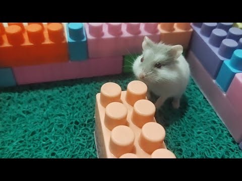 Funny and cute hamsters compilation 🐹#hamsters #pets #cute #animals #funny #funnyhamster
