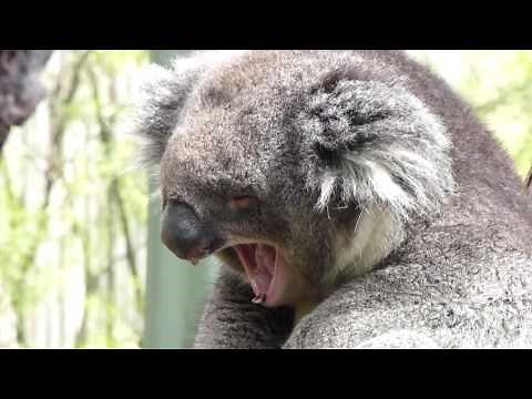 Koala Sleepy and Yawning
