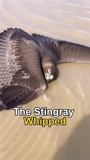Eagle vs Stingray Nature’s Instant Karma