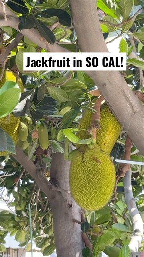 You won't believe what I found in California #jackfruit #shorts