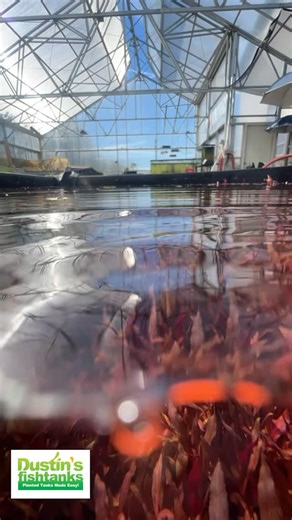 BLACK FRIDAY = PLANT MADNESS 🌱🔥 100 SPECIES. UP TO 50% OFF. Your tank is BEGGING for this. Don’t blink—stuff WILL sell out. 👇 TANK ON! https://dustinsfishtanks.com/ | Dustin's Fishtanks