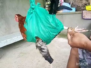 Ep.2 Tari tutorial(kanan)