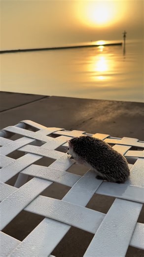 Have A Beautiful Morning With Us 🌞🥰😍 #hedgehogs #hedgehog #hedgehogsoftiktok #viralvideo #fyp #cutepetsoftiktok #cuteanimals #cuteanimalsoftiktok #hedgehoglover #hedgehogmom #ежик #ежики #ハリネズミ #刺猬 #고슴도치 #erizo #erizos #viral #cutepets