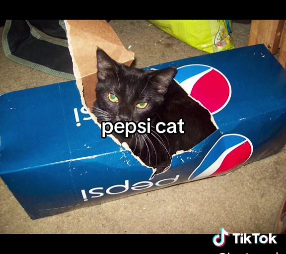 #fyp #cat #pepsi