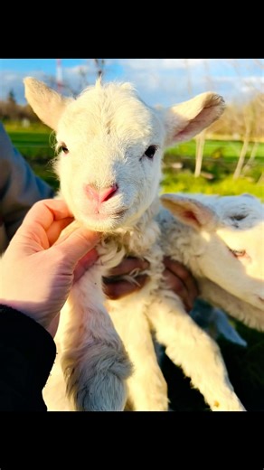 📽️Baby Lambs🌈💕☘️🎞️ #lamb #sheep #adorably #baby #boy #cute #lovely #nature #naturelovers #sun