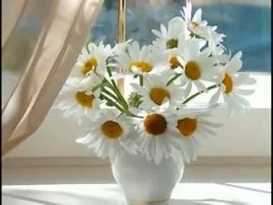 РОМАШКА БЕЛАЯ,,,,