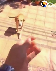 957K views · 12K reactions | This stray dog showed up at a family's house and decided to stay forever  | The Dodo | Facebook