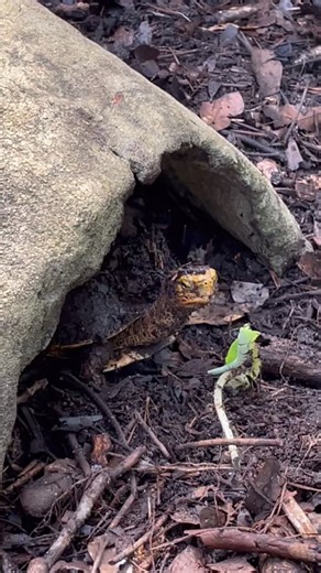 2K views · 942 reactions | This is the turtle life ✨ Our turtles at...