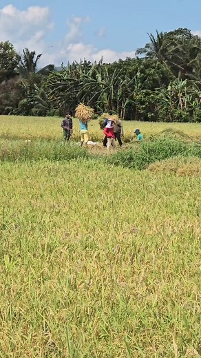 Palayan: A Glimpse into Tayabas City's Agricultural Heart Captured amidst the serene landscapes of Tayabas City, the lush rice fields of Ilasan stand as a testament to the hard work and dedication of our farmers. 🌾✨ #Palayan #TayabasCity #Agriculture #RiceFields #farmers | EverythingQuezon