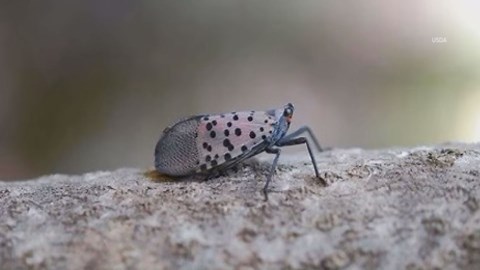 This colorful insect was just seen in Kentucky. Experts warn it could wreak havoc.