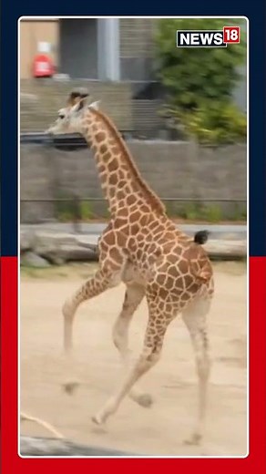 Veterinarians Had Their Hands Full Getting X-rays From An Energetic Three-month-old Giraffe | N18S
