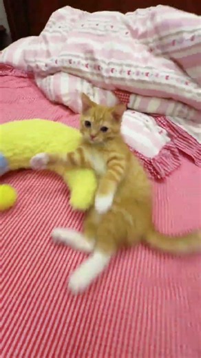 Addictive Orange Kitten: The Cutest Pet You'll Ever Raise