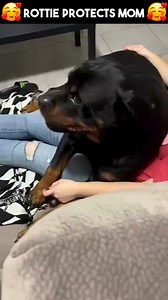 Rottweiler Protects Mom!🐾 #rottweilerworld #rottweilerlife #rottie #rottweilersofinstagram #rottweiler #rottweilerpuppy | I Love My Rottie