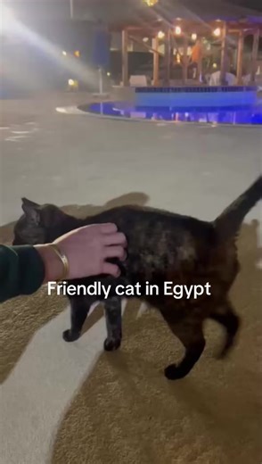 Franklin the cat (@franklin.the.cat2)’s videos with I Do Whatever The Fuck I Want - Nick Hustles