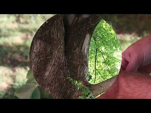 Red maple (Acer rubrum) - Plant Identification