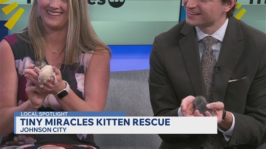 Kittens in region need foster families and forever homes