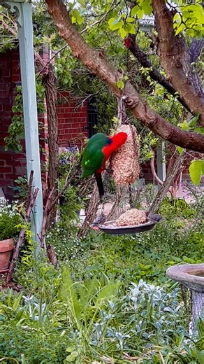 14 reactions · 17 comments | #beautifulflowers #springvibes #highlightsシ゚ #lovenature @topfans Maria Loreli Felecio | Maria Loreli Felecio | Facebook