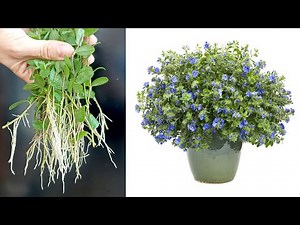 Propagation of Blue Daze flowers is very simple with construction sand great gardening