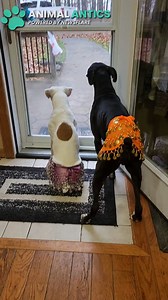 These dogs have decided to take up the hobby of belly dancing to shed some weight😂 | Animal Antics