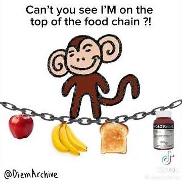 monkey rage baits lion