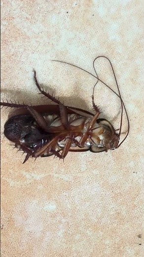 Advanced Cockroach Management for Residential & Commercial Properties