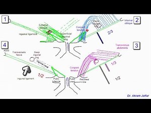 Anatomy Of The Inguinal Region • Video • MEDtube.net
